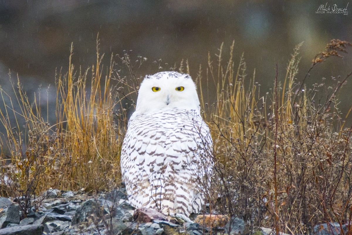 Snowy Owl - Mitch (Michel) Doucet