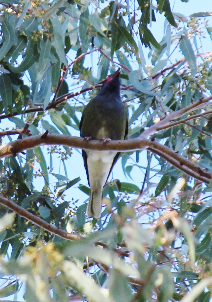Australasian Figbird - Curtis Hayne
