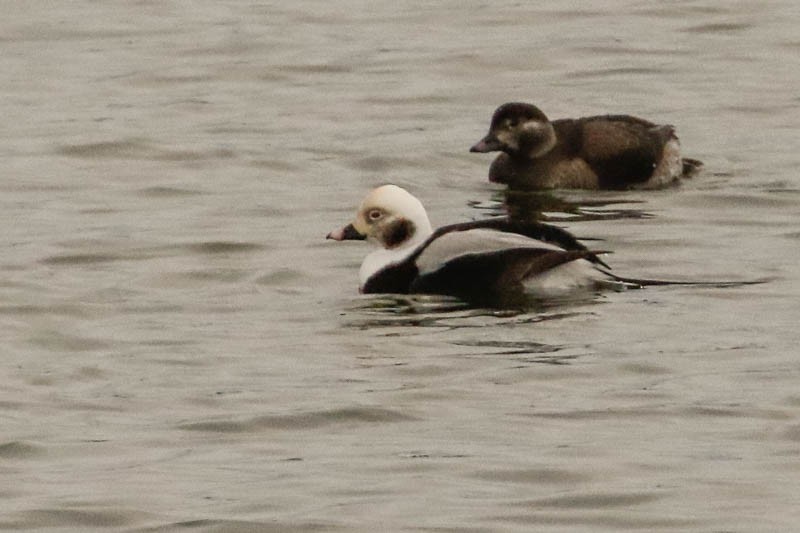 Long-tailed Duck - ML76453661