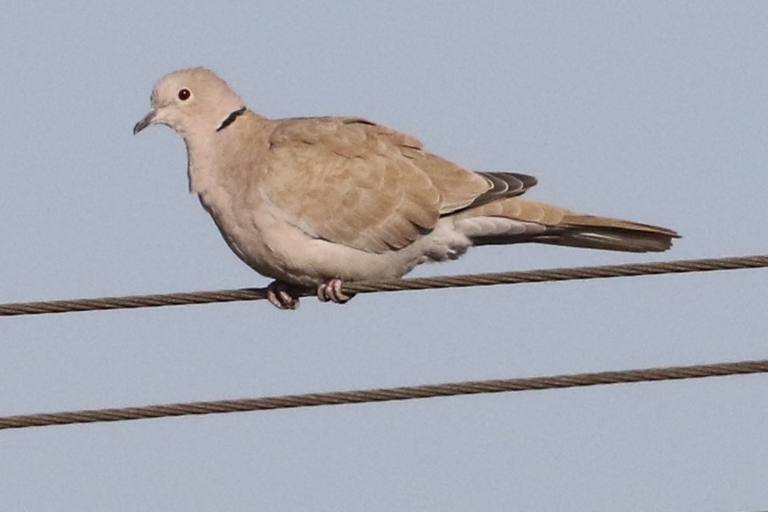 Eurasian Collared-Dove - ML76459091