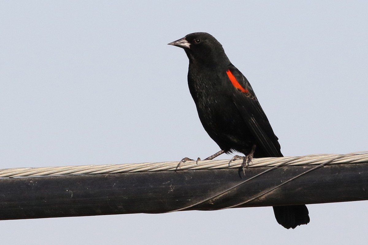 Red-winged Blackbird (California Bicolored) - Stephen Fettig