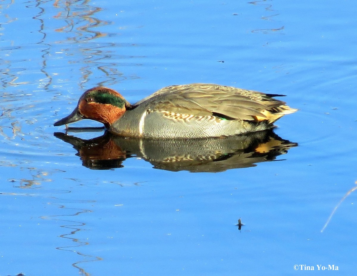 Green-winged Teal - ML76460991