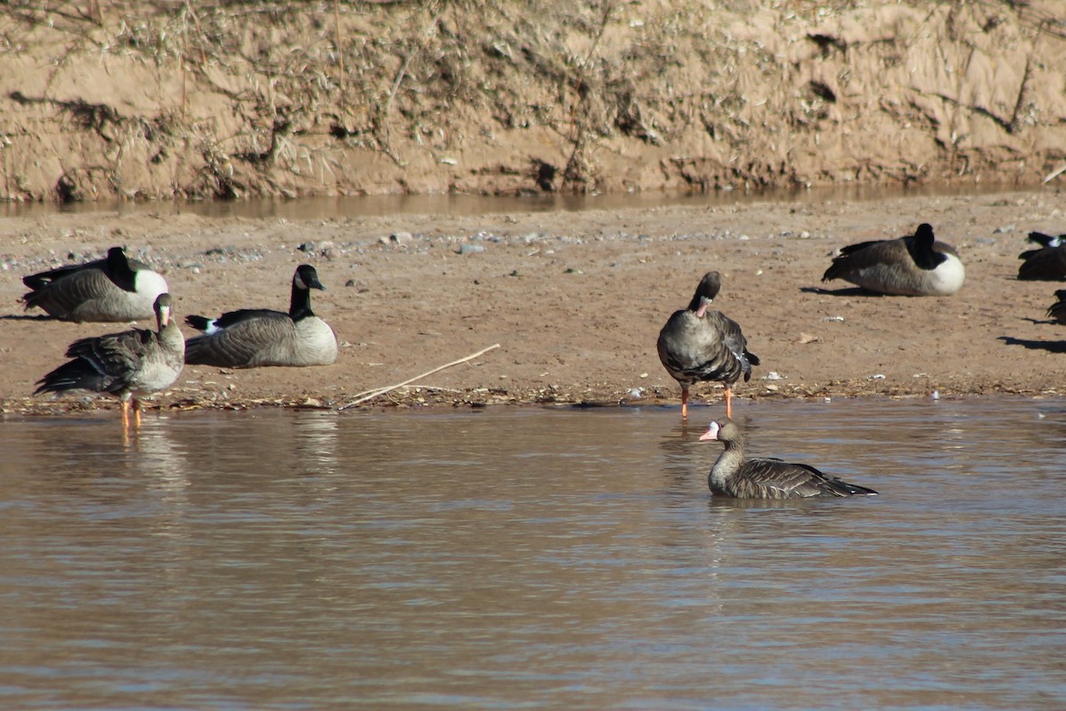 Greater White-fronted Goose - David Lerwill