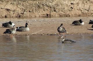 Greater White-fronted Goose, ML76462591