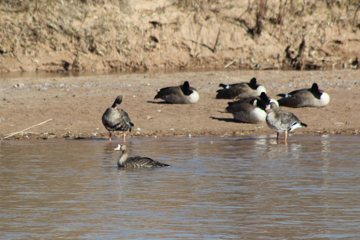 Greater White-fronted Goose - ML76462601