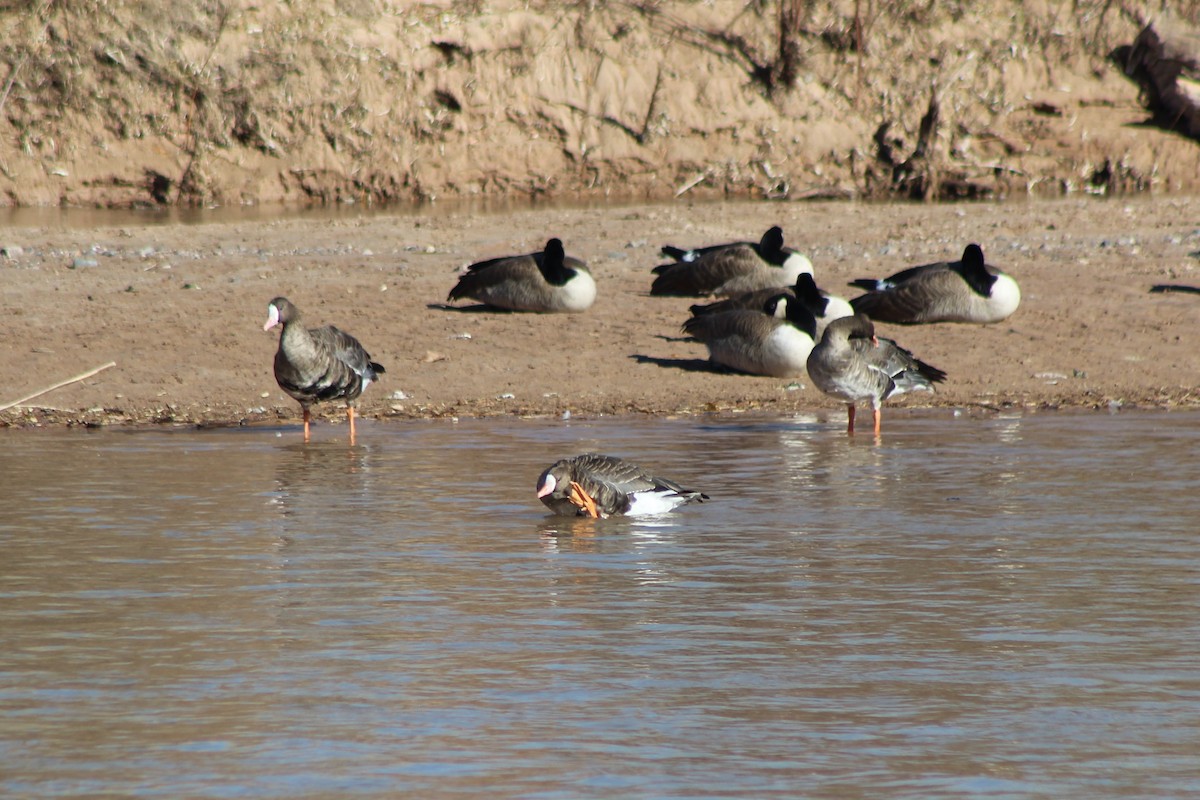 Greater White-fronted Goose - ML76462611