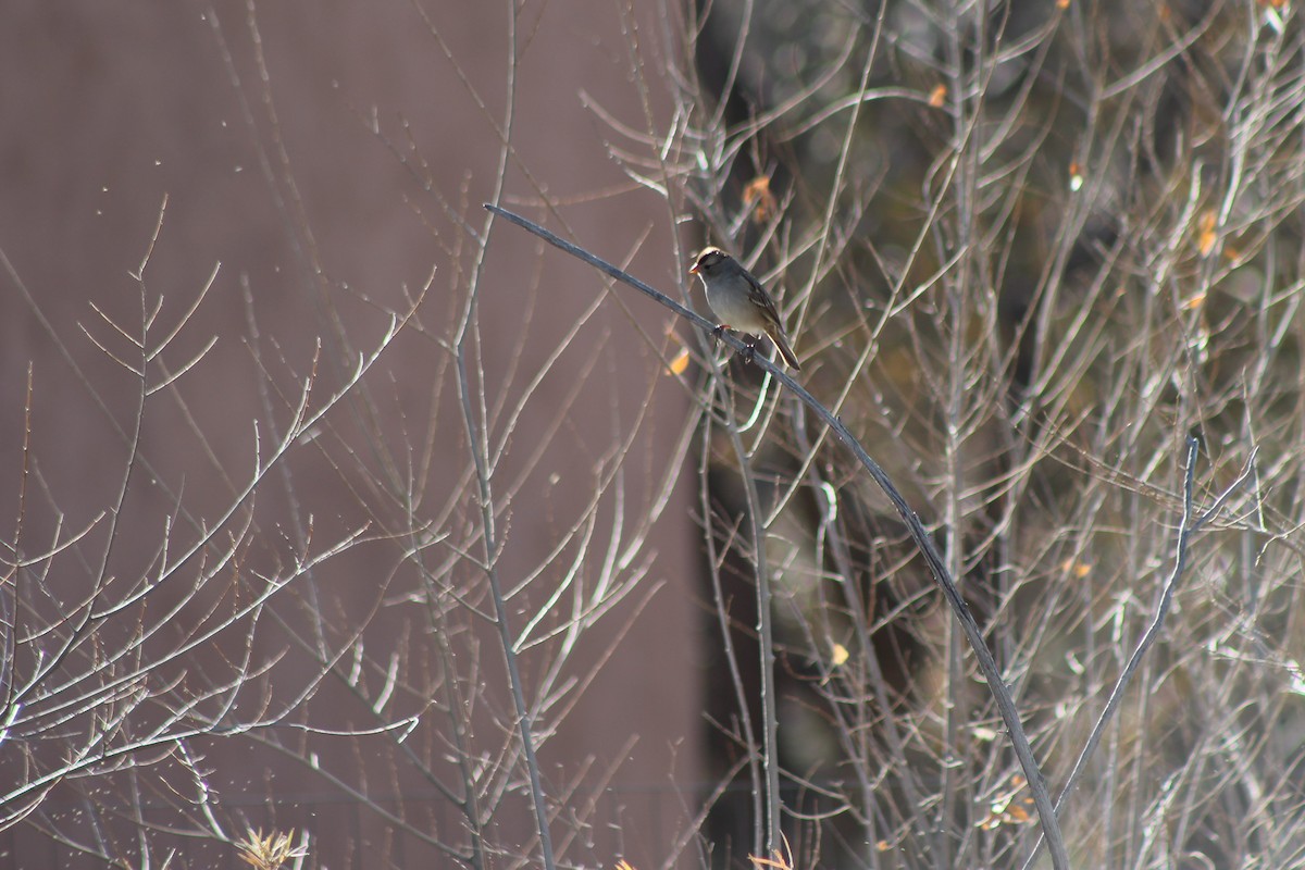 White-crowned Sparrow - ML76462821