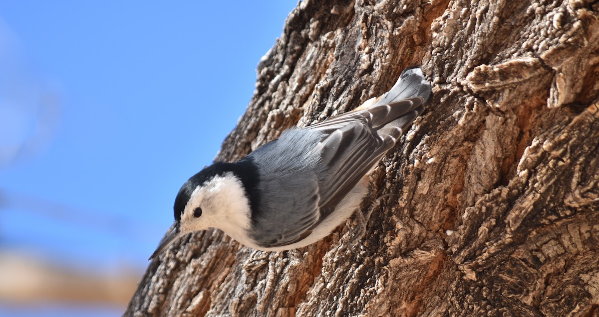 White-breasted Nuthatch - JJ Jackson