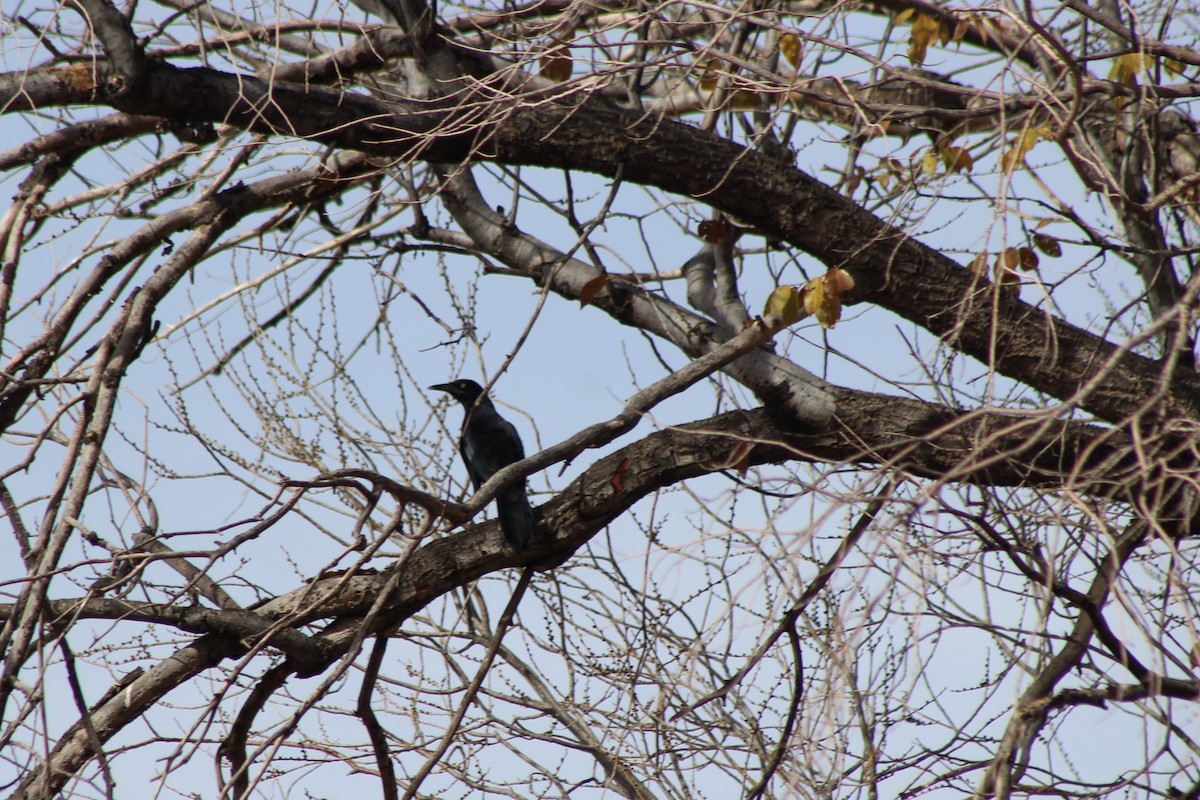 Great-tailed Grackle - ML76466631