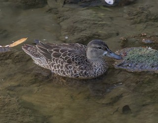 Blue-winged Teal, ML76466721