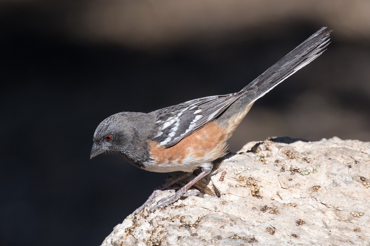 Spotted Towhee - ML76467861