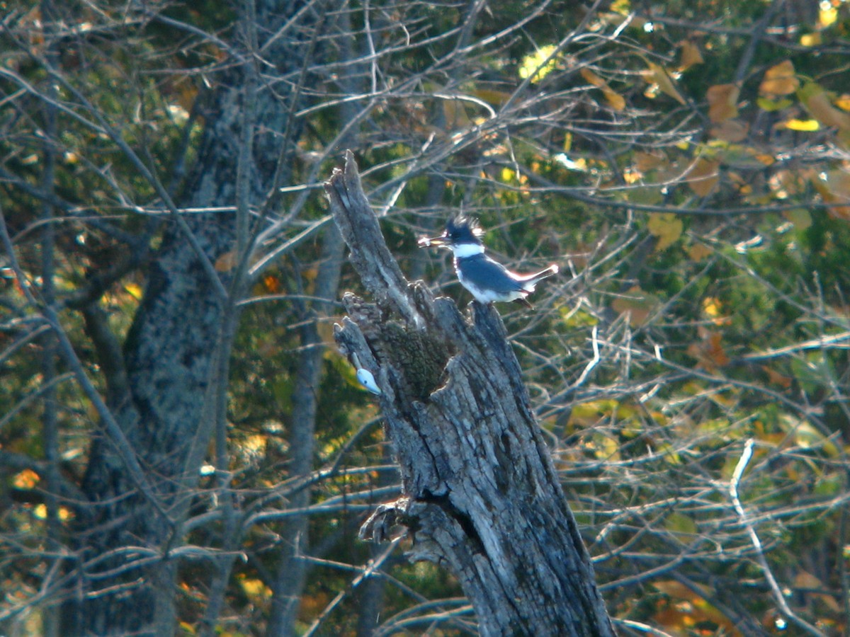 Belted Kingfisher - ML76470001