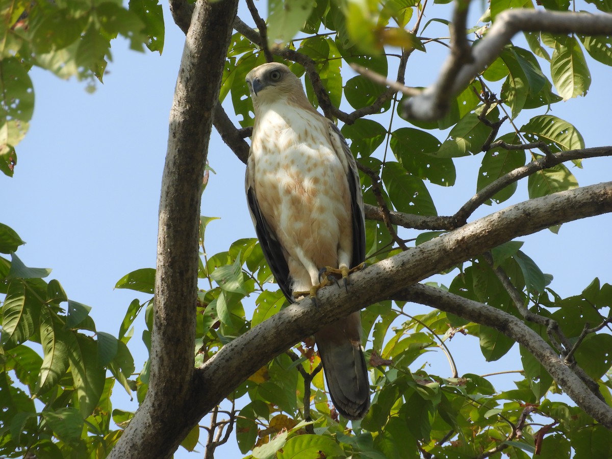 Changeable Hawk-Eagle (Crested) - Pankaj Maheria