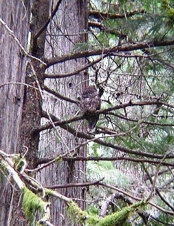 Spotted Owl - Guy L. Monty