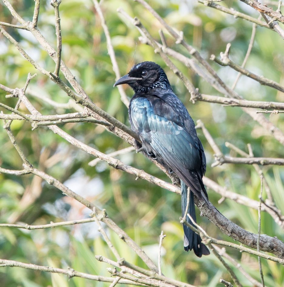 Hair-crested Drongo - ML76477181