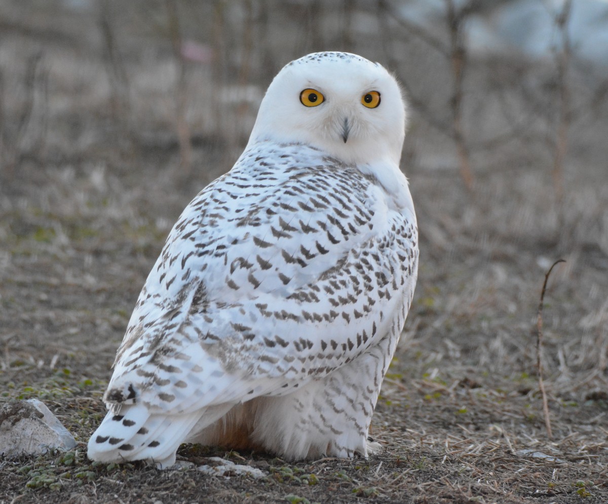 Snowy Owl - ML76478511