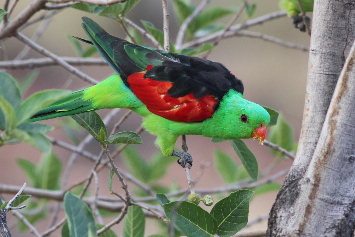 Red-winged Parrot - ML76480001