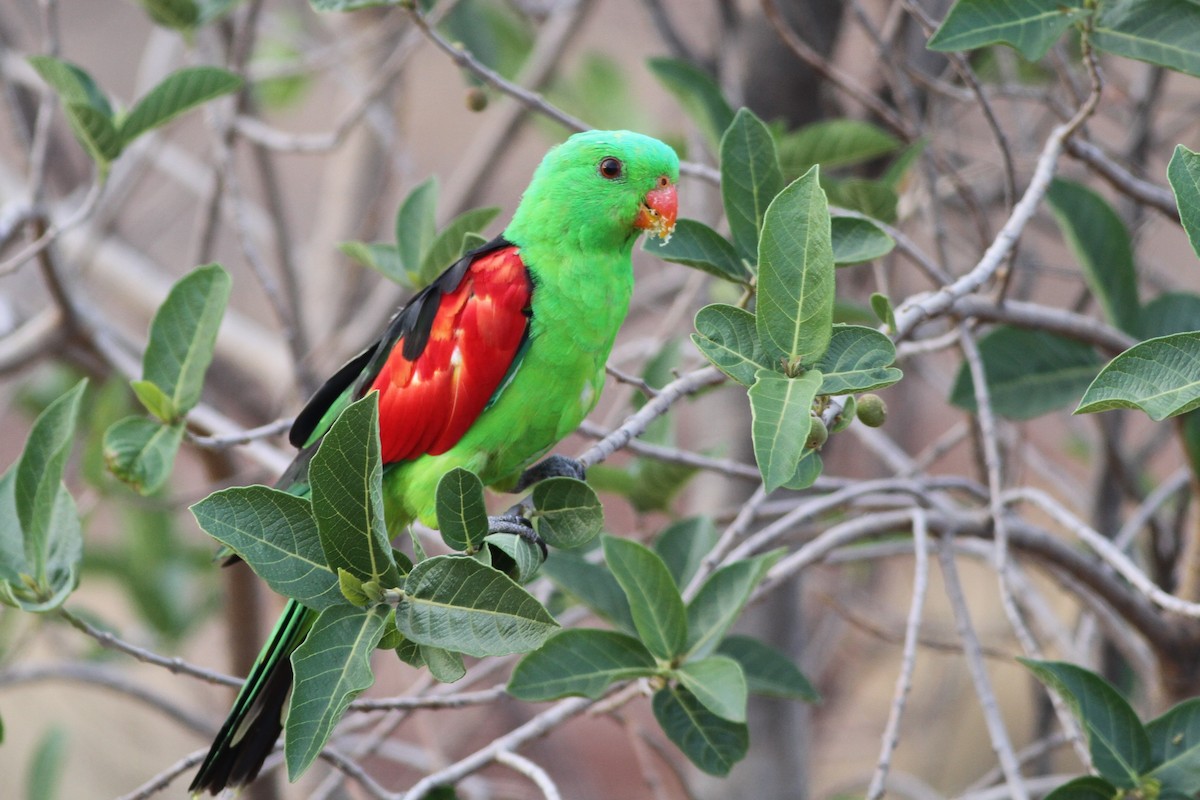 Red-winged Parrot - Chris Wiley