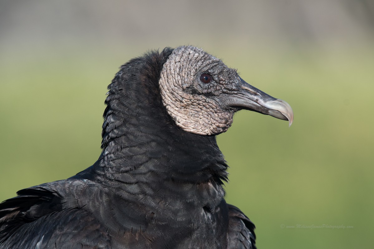 Black Vulture - ML76480491