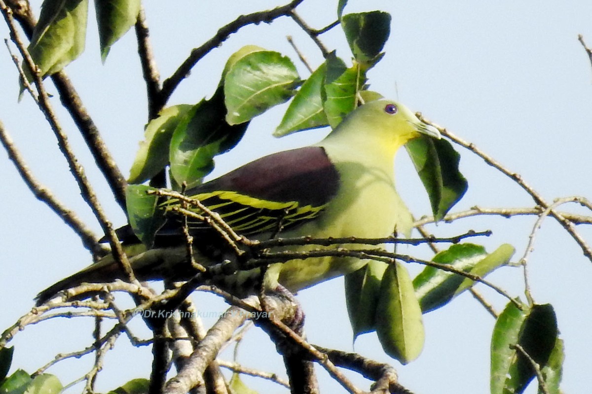 Gray-fronted Green-Pigeon - Dr.Krishna kumar. V