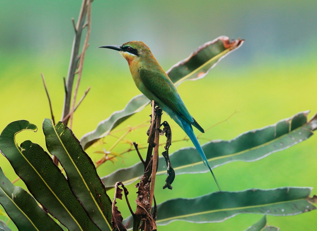 Blue-tailed Bee-eater - ML76481571