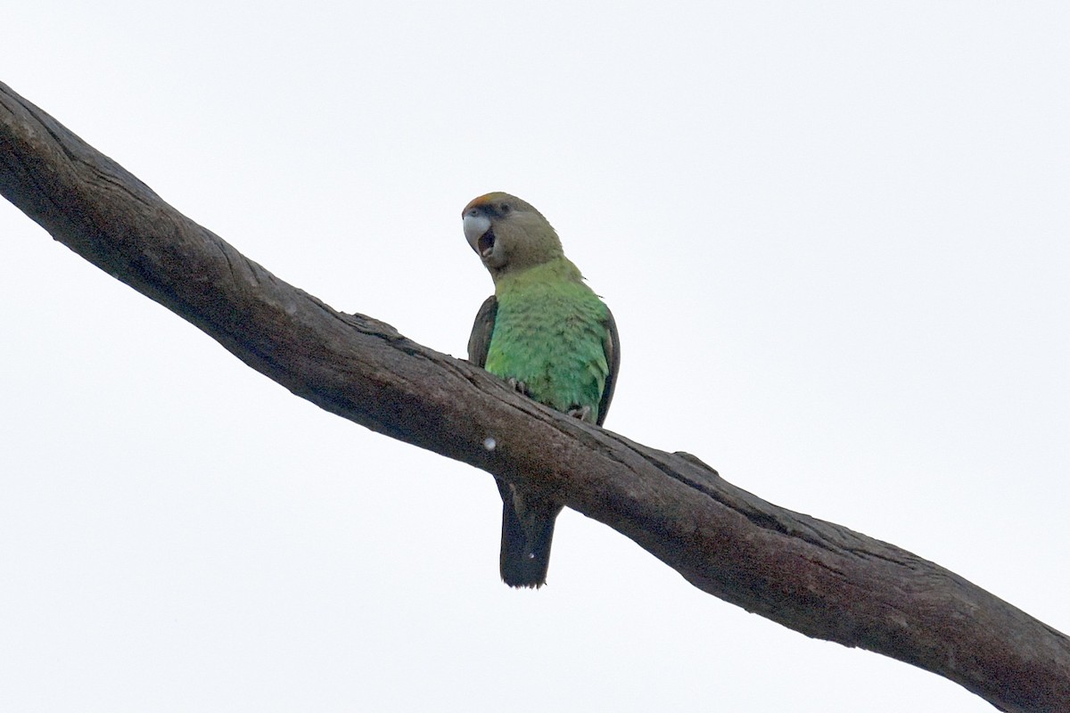 Cape Parrot - Joel Trick