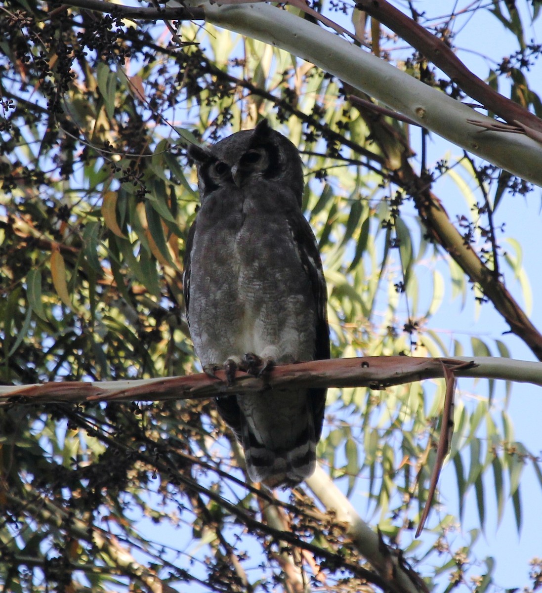 Verreaux's Eagle-Owl - ML76482281