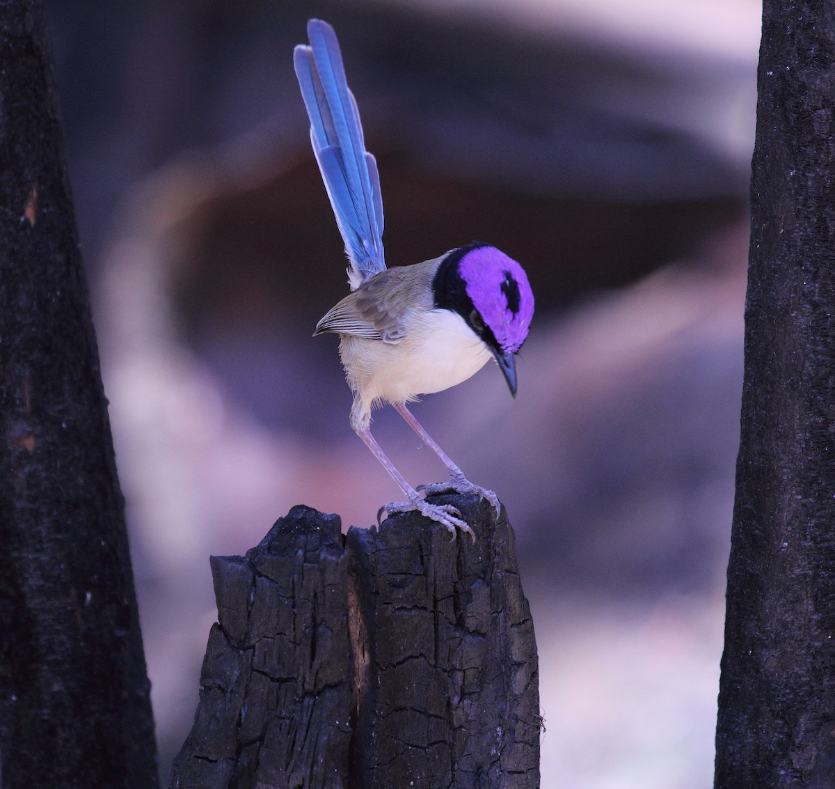 Purple-crowned Fairywren - ML76482591