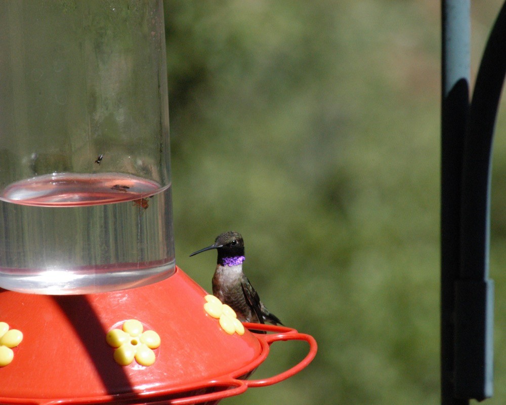 Black-chinned Hummingbird - Bruce Moorman