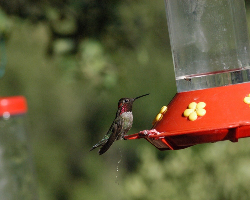 Anna's Hummingbird - Bruce Moorman
