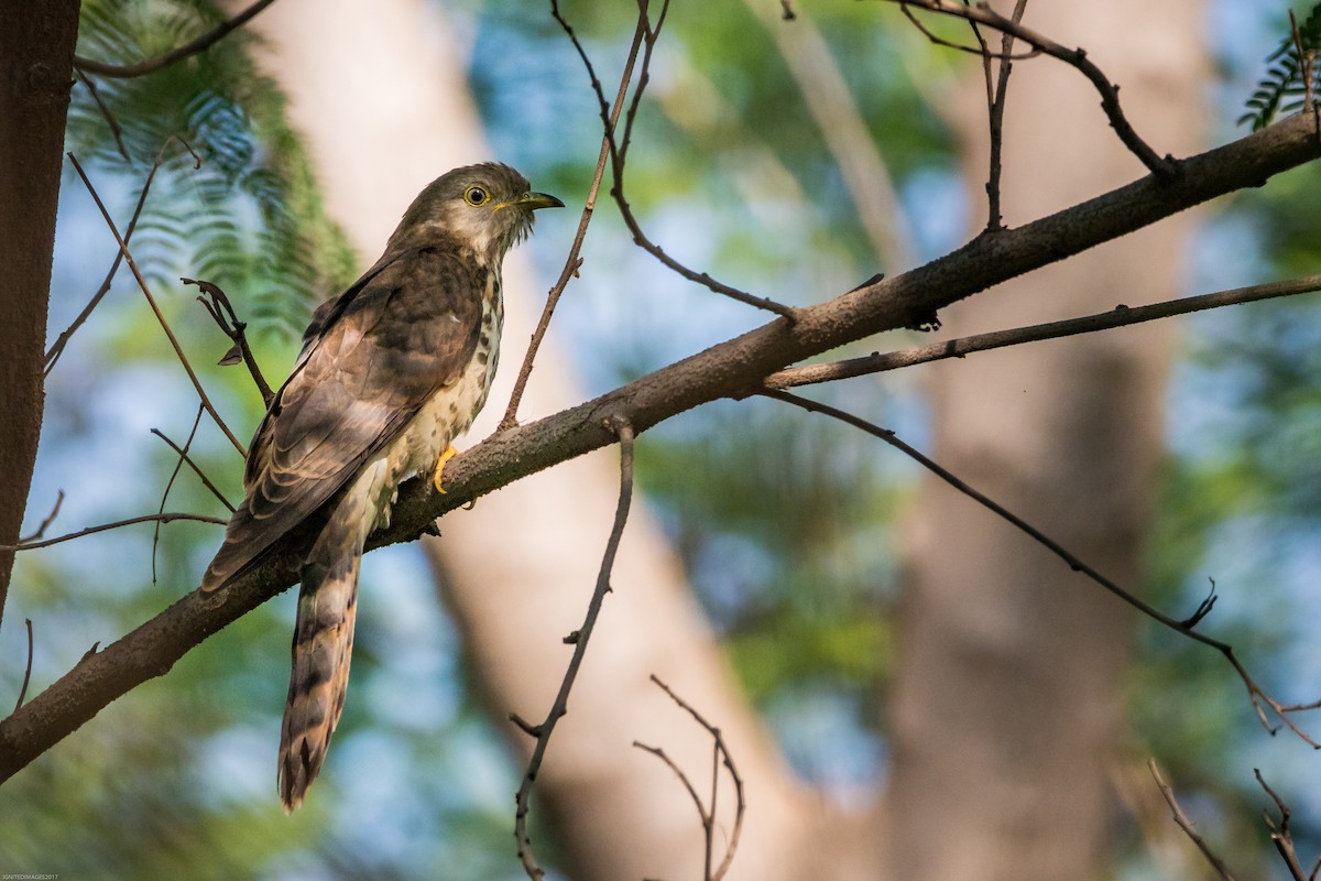 Common Hawk-Cuckoo - Indranil Bhattacharjee