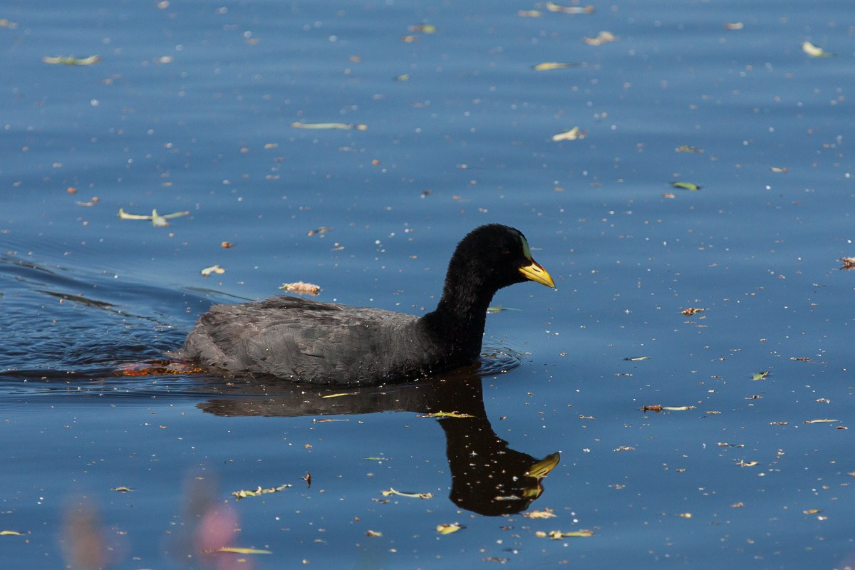 Red-gartered Coot - ML76485861