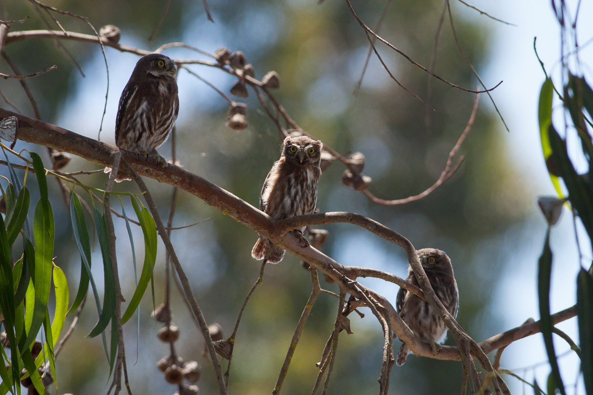 Austral Pygmy-Owl - ML76485901