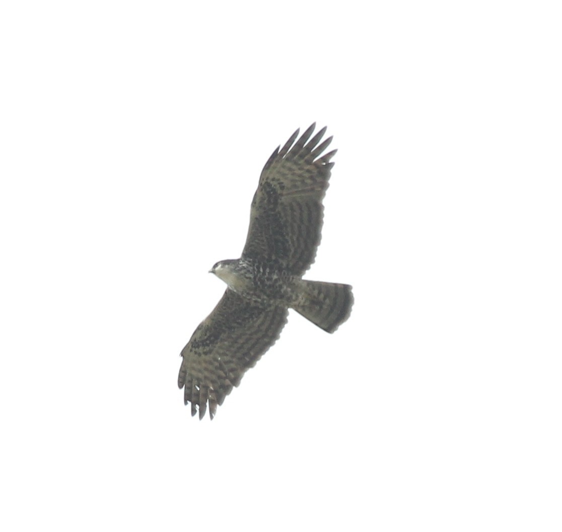 Ayres's Hawk-Eagle - Bassel Abi Jummaa