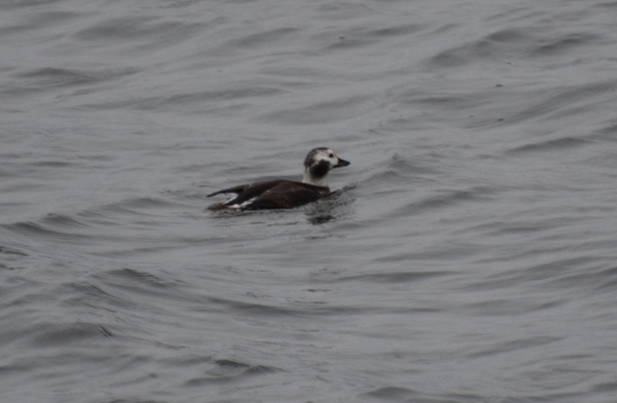 Long-tailed Duck - ML76488721