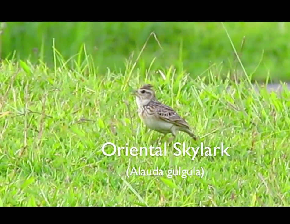 Oriental Skylark - Ruth Francisco