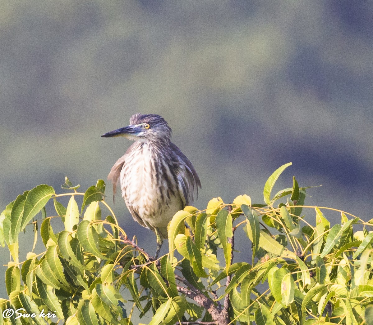 Indian Pond-Heron - Swetha Krishna