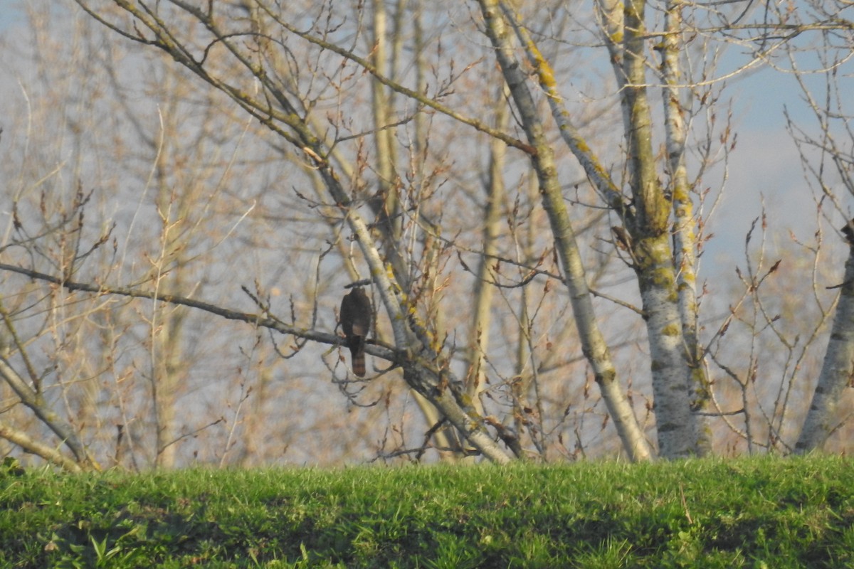 Eurasian Sparrowhawk - Josip Turkalj