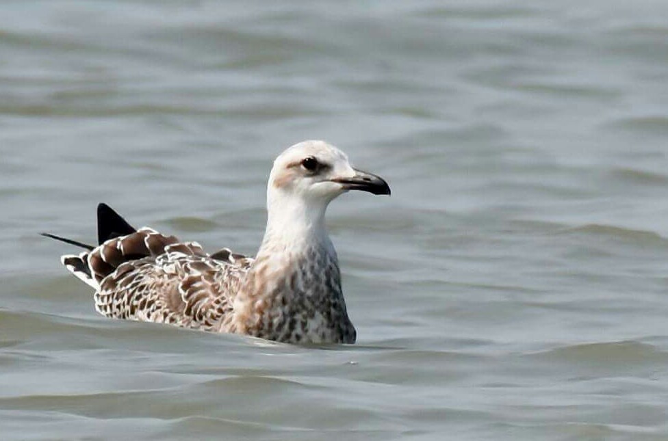 Lesser Black-backed Gull (Heuglin's) - Biswanath Mondal
