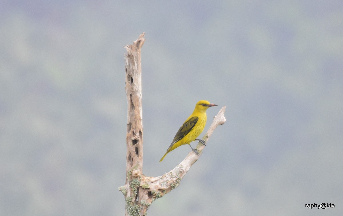Indian Golden Oriole - ML76494401