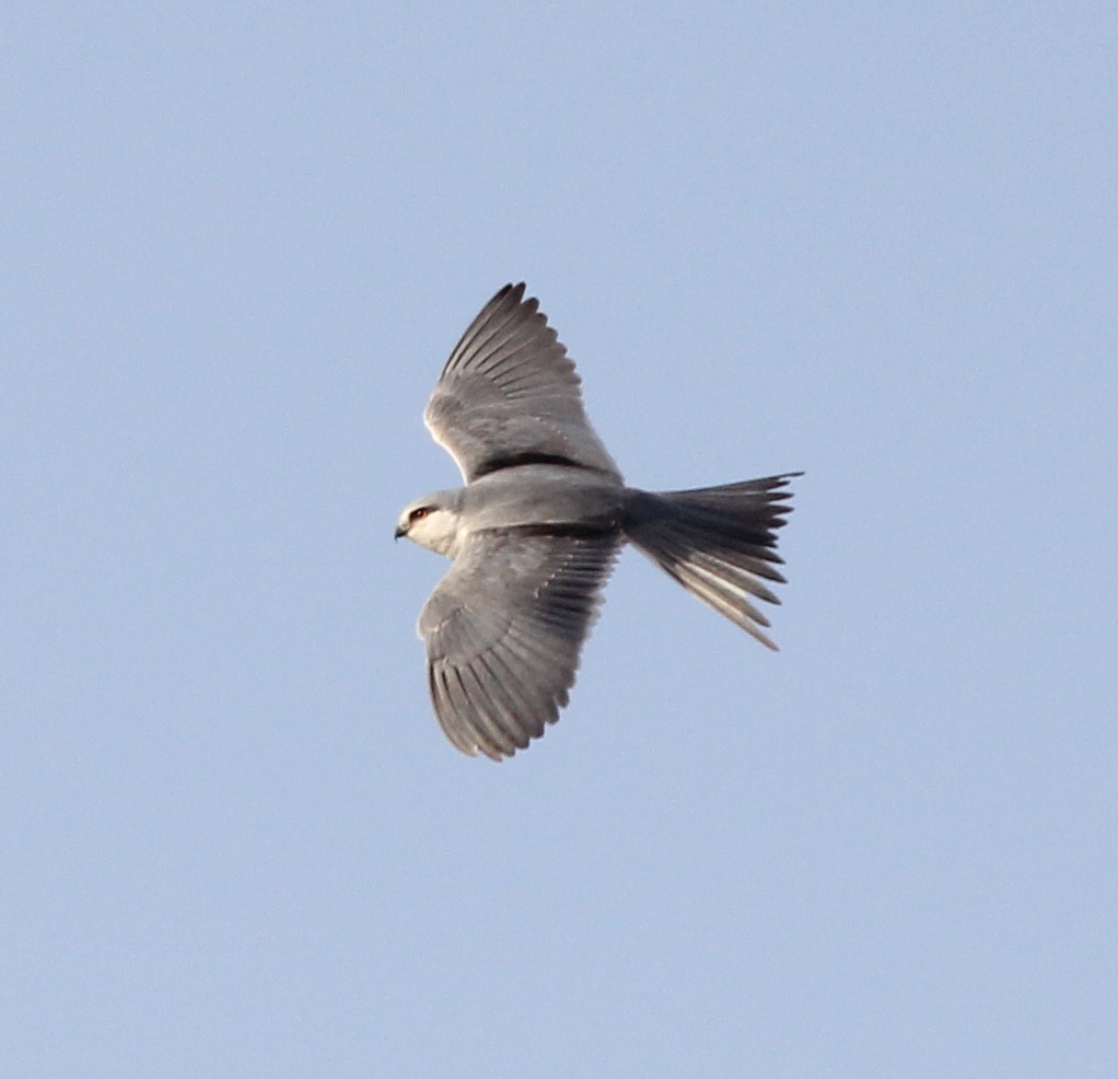 Scissor-tailed Kite - Bassel Abi Jummaa