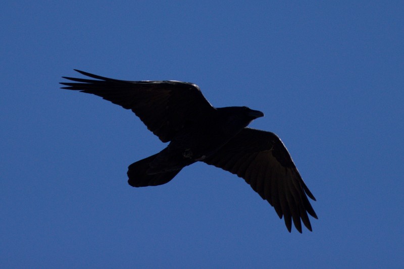 Common Raven - João Morgado