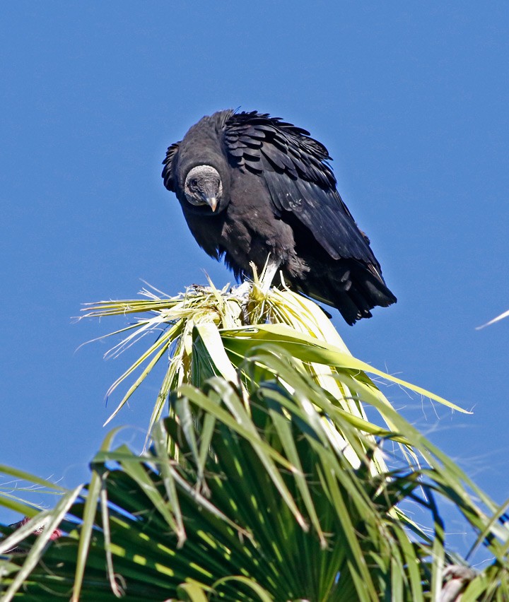 Black Vulture - Kris Petersen