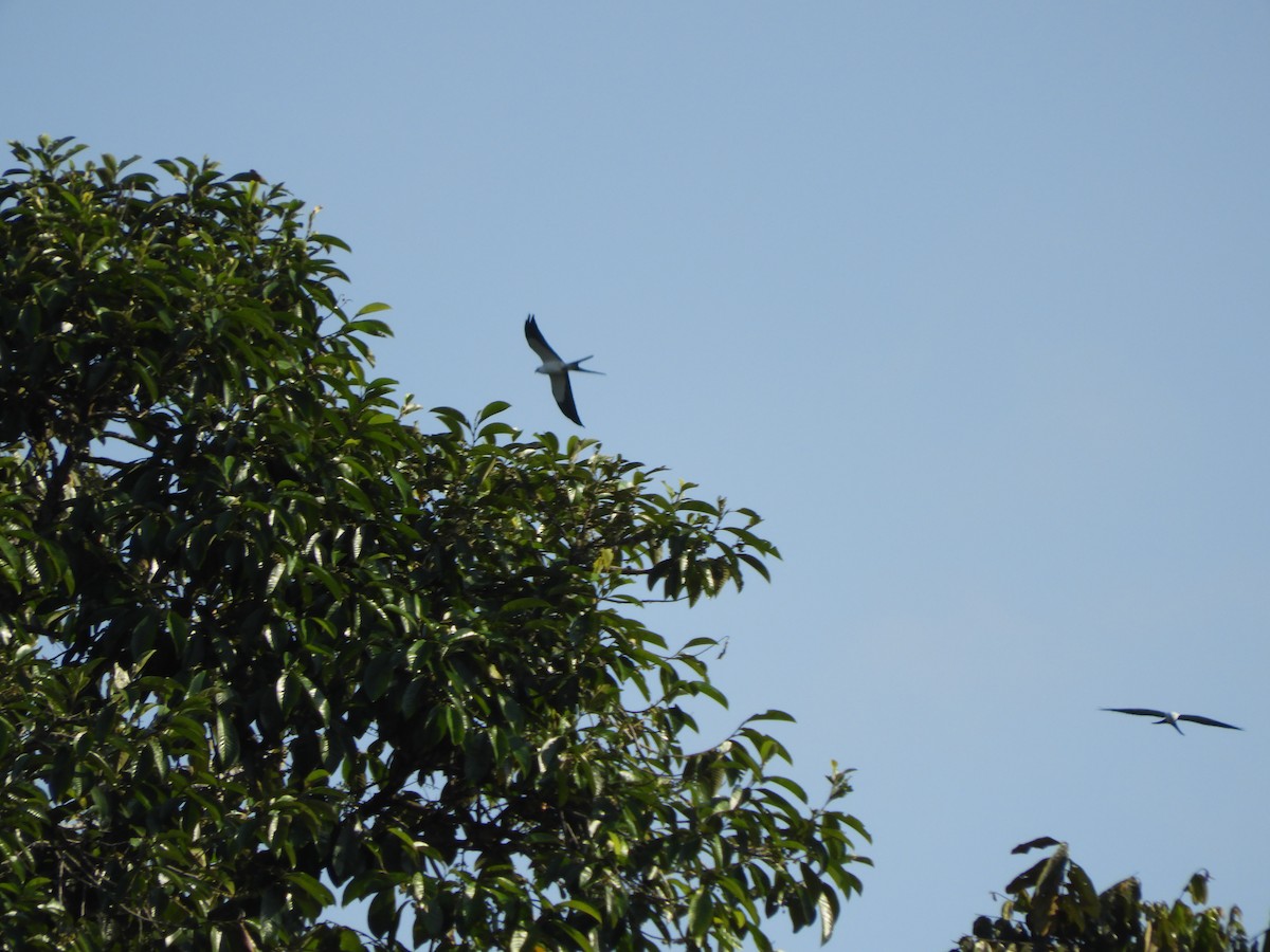Swallow-tailed Kite - Jorge Galván