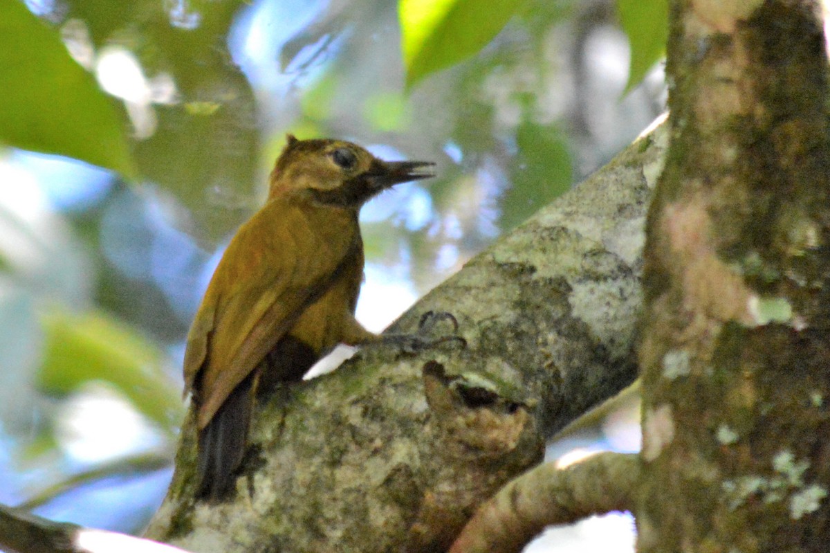 Smoky-brown Woodpecker - Carlos Mancera (Tuxtla Birding Club)