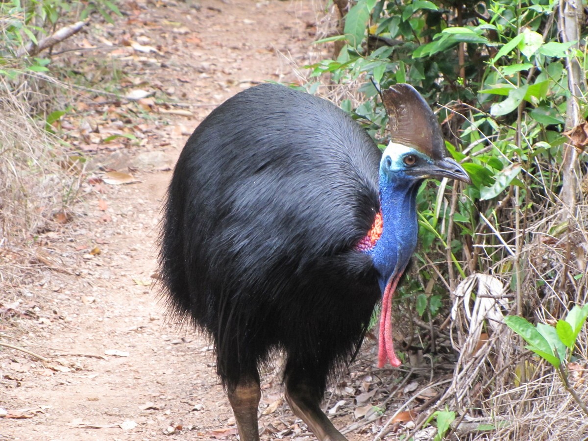 Southern Cassowary - George and Teresa Baker