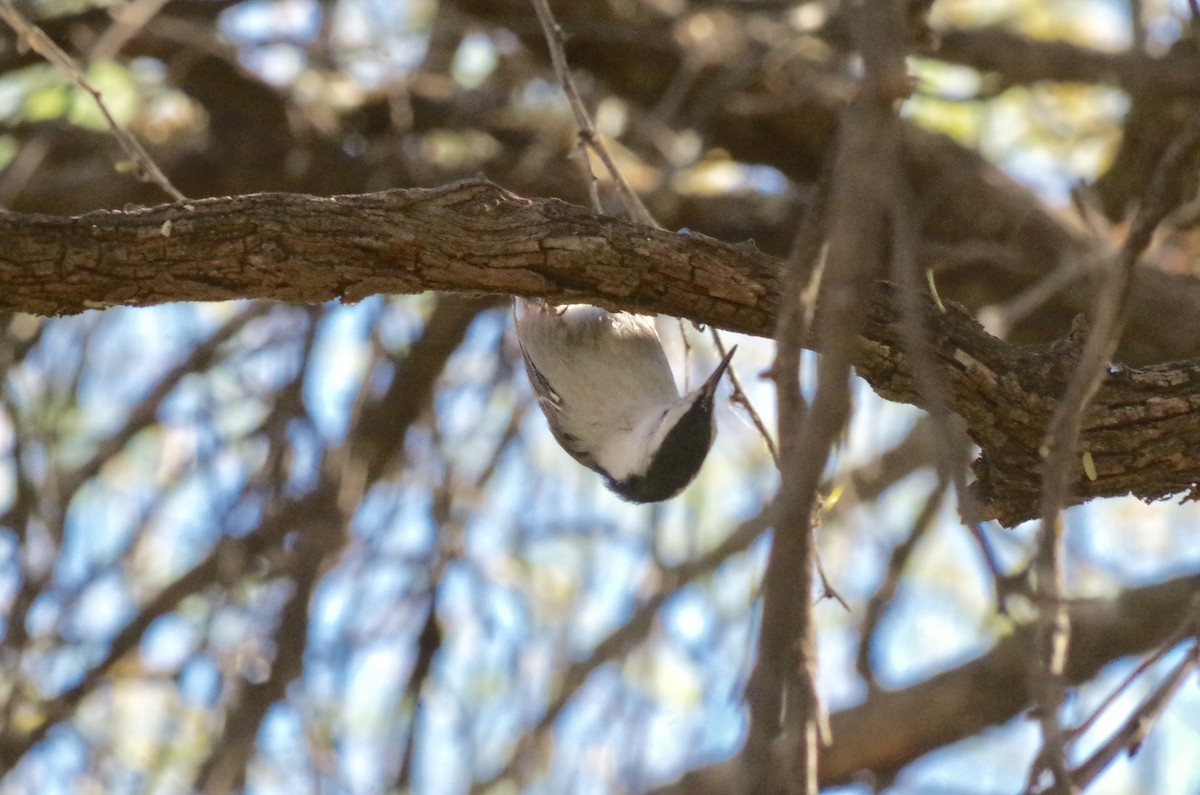 White-breasted Nuthatch (Interior West) - ML76514311