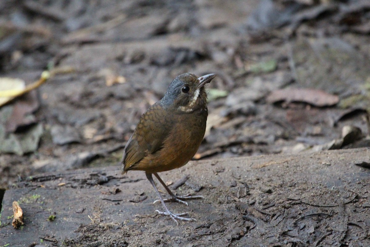 Moustached Antpitta - ML76515131