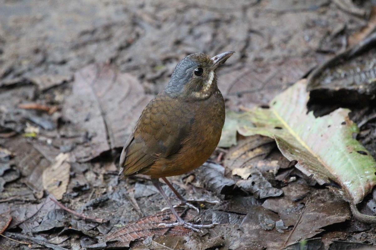 Moustached Antpitta - ML76515241