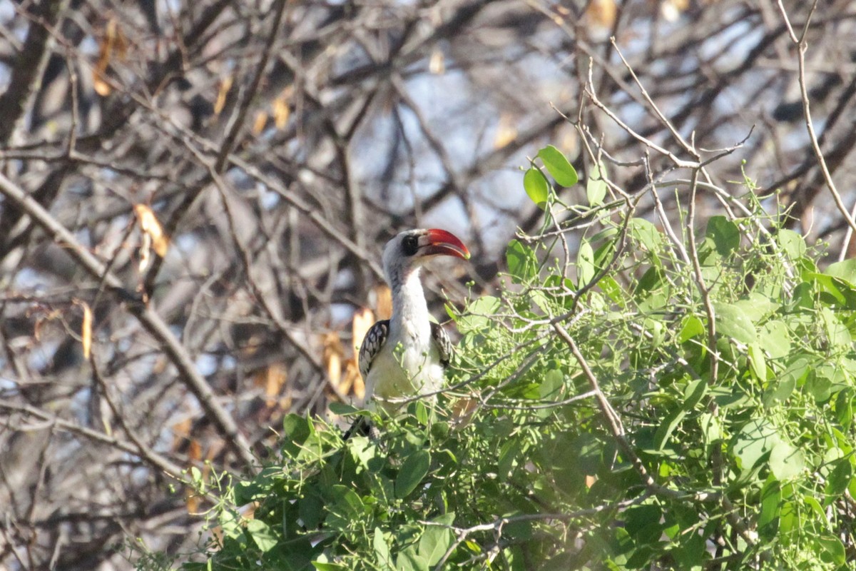 Tanzanian Red-billed Hornbill - ML76515691